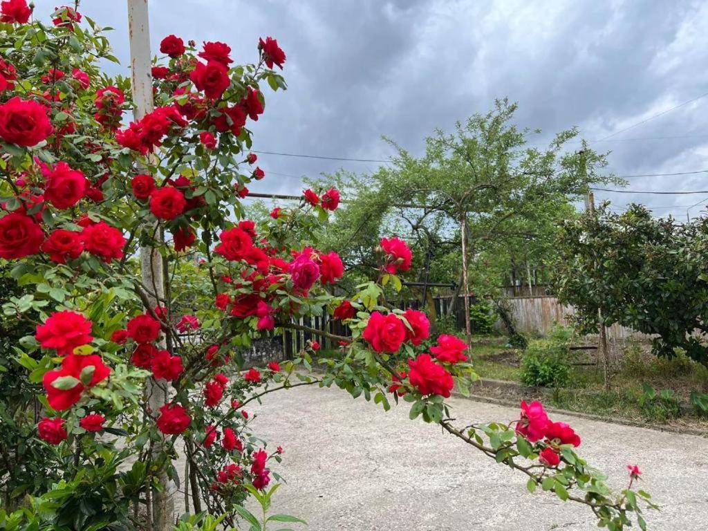 Hotel G I O Samtredia Dış mekan fotoğraf