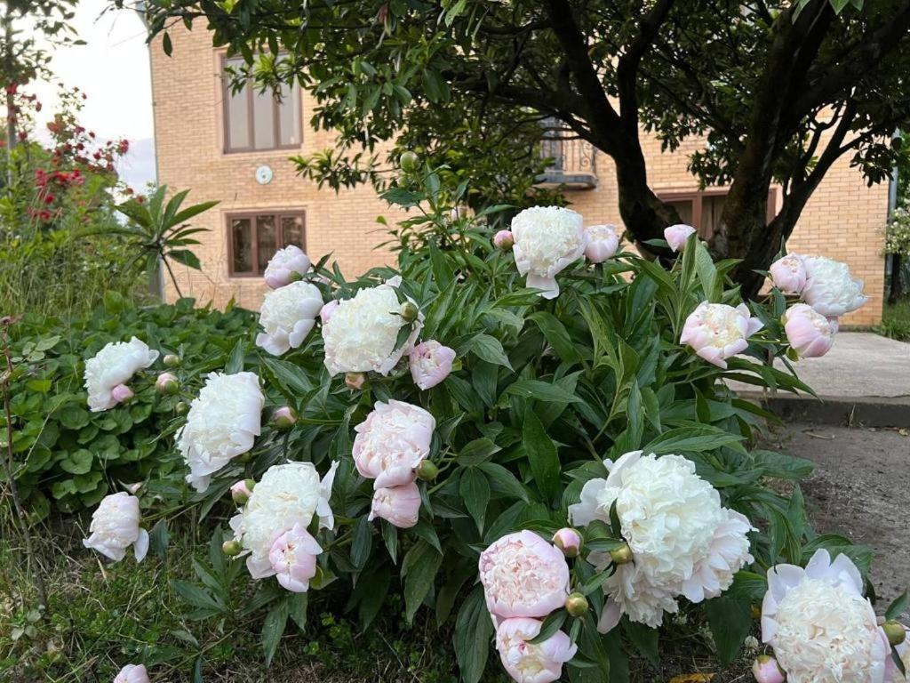 Hotel G I O Samtredia Dış mekan fotoğraf